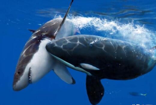 鲨鱼最怕什么海洋动物？鲨鱼的克星天敌虎鲸