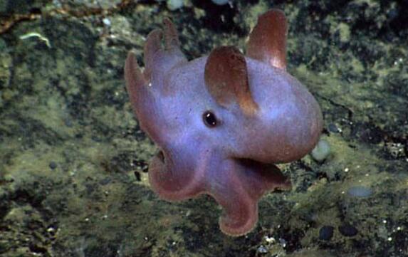 小飞象章鱼：海洋中最可爱的生物 几元一只有毒吗能养吗
