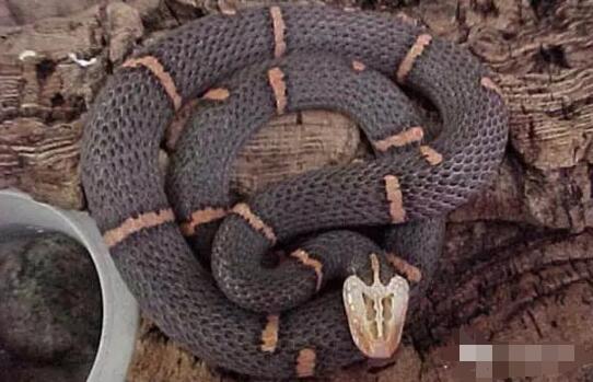 喜马拉雅白头蛇(白头缅蝰) 世界上最罕见的神经毒素的蛇