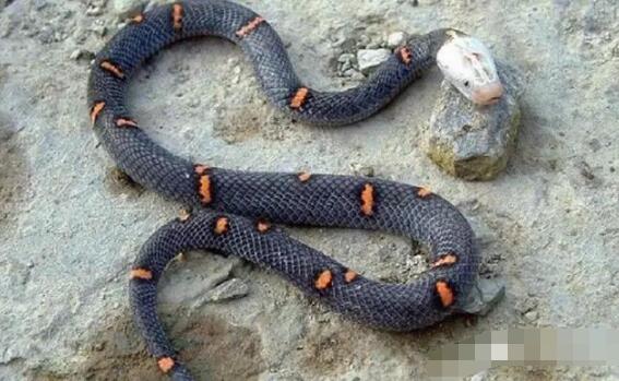 喜马拉雅白头蛇(白头缅蝰) 世界上最罕见的神经毒素的蛇