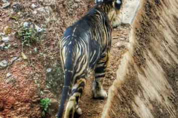 黑色老虎真存在吗？全世界不到10只的「黑老虎」被发现