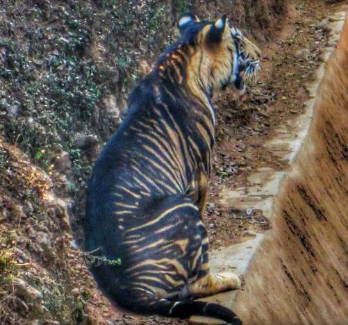 黑色老虎真存在吗？全世界不到10只的「黑老虎」被发现