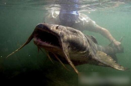 坦克鸭嘴鱼：世界上最大的淡水鱼 恐怖水怪以吃人肉为食