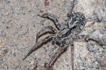 大狐蛛：英国最大的蜘蛛 灭绝27年后在英国又现踪影