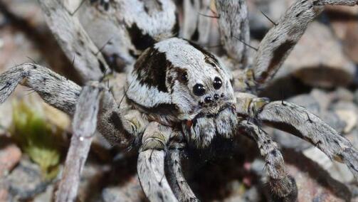 大狐蛛：英国最大的蜘蛛 灭绝27年后在英国又现踪影