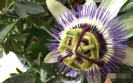 日轮花：世界上最恐怖的植物 帮黑寡妇蜘蛛一起吃人