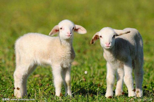 十二生肖属羊的历史传说是什么?