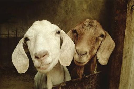十二生肖属羊的历史传说是什么?