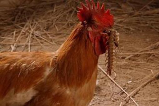 十二生肖属鸡的历史传说是什么?