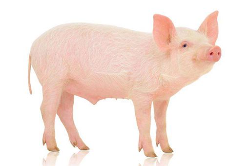 十二生肖属猪的历史传说是什么?