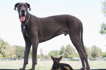 世界上最大的狗是什么品种，有多重能活多久？