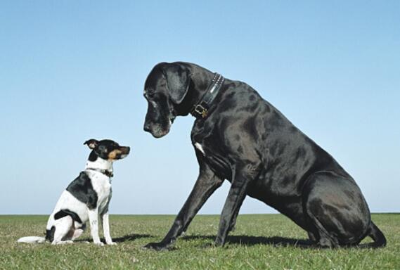 世界上最大的狗是什么品种，有多重能活多久？