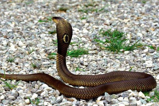 十二生肖属蛇的历史传说是什么?