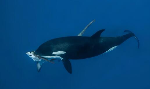 虎鲸VS大白鲨，导致南非海岸大白鲨集体消失？真相分析