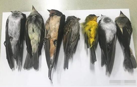 美国候鸟神秘离奇死亡 原因至今不明 数量已达百万只