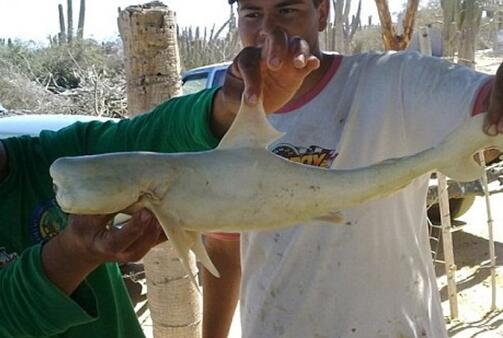 印度渔民捕鱼时发现独眼鲨鱼 全身白色只有一只眼睛