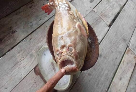 人面鱼是真的吗？泰国渔民意外捕获人面鱼照片曝光
