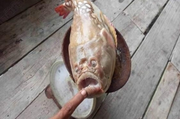 人面鱼是真的吗？泰国渔民意外捕获人面鱼照片曝光