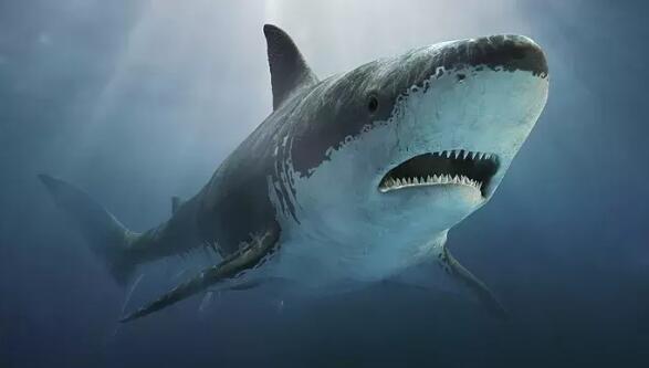 1993深圳鲨鱼吃人事件，大学生被鲨鱼吃的连尸体都找不到