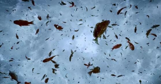 空中降鱼怎么回事，下鱼雨是真的吗？是真实自然现象