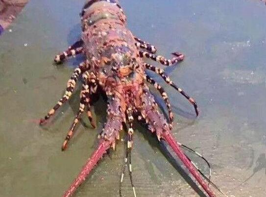 号称世界上最大的龙虾，巨型龙虾身长333米竟然是假的！