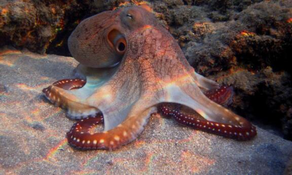 章鱼可能不是地球生物，研究发现章鱼比人类还聪明