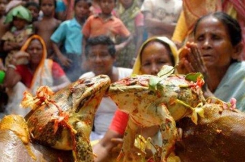 印度卡纳塔克邦民众 为求雨给青蛙办婚礼