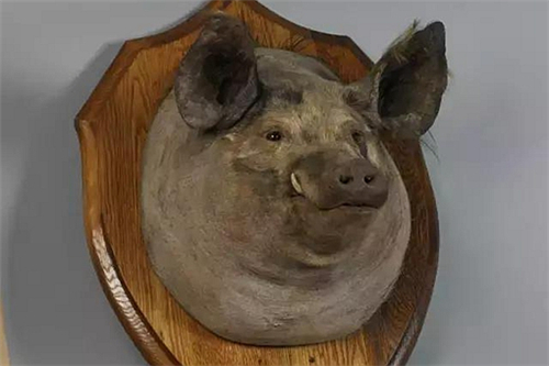 英国帝国战争博物馆里为什么有一只猪头