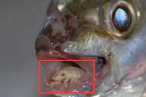 真实存在的外星寄生虫，蚕食鱼舌的恐怖吸血怪(图片)