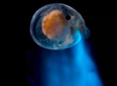 喷火鱼是暗色天竺鲷，喷的不是火而是海荧介形虫(喷火视频)