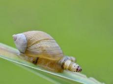 僵尸蜗牛是什么，被双盘吸虫寄生并控制大脑的蜗牛(图片)