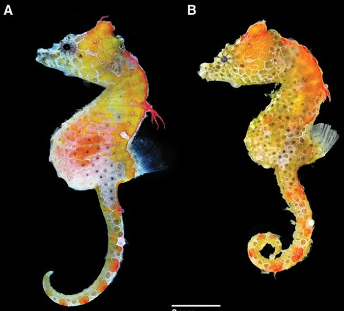 日本东南部海域发现新品种海马“Hippocampus japapigu” 意即日本小猪