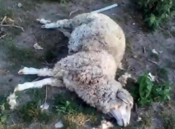 吸血鬼现身？乌克兰村庄牧场8只绵羊离奇死亡 被吸干血脖子上都有“两个洞”
