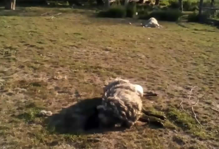 吸血鬼现身？乌克兰村庄牧场8只绵羊离奇死亡 被吸干血脖子上都有“两个洞”