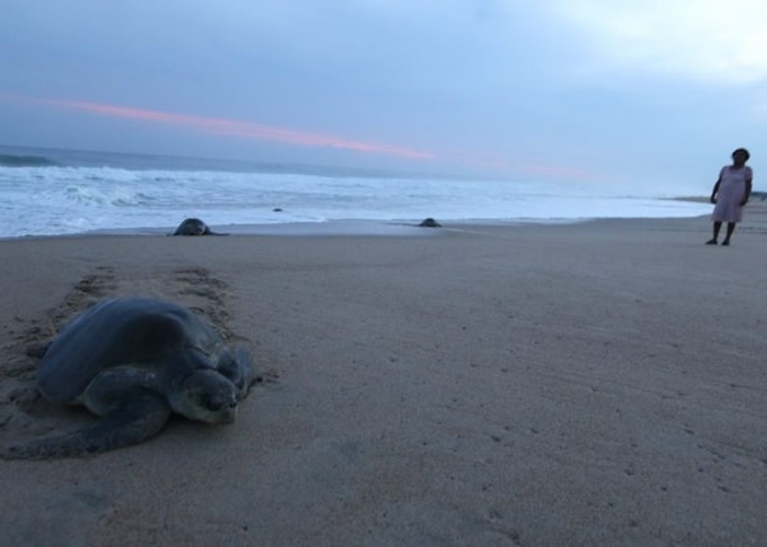 墨西哥南部恰帕斯州122只海龟伏尸沙滩 111只是濒危“太平洋丽龟”