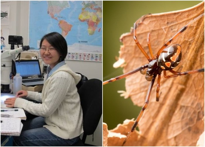 加拿大麦吉尔大学华裔女研究员王义夫研究指愈来愈多黑寡妇蜘蛛北移