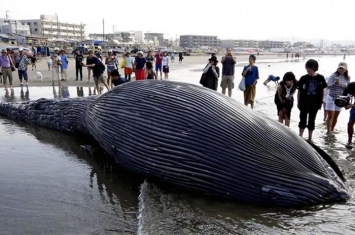 日本境内首次发现蓝鲸 尸体漂至镰仓市
