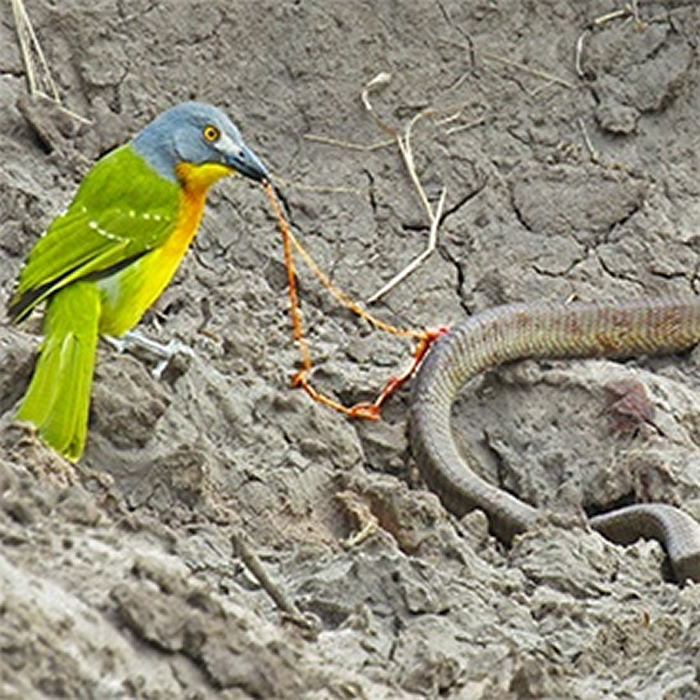 南非克鲁格国家公园食虫鸟活撕毒蛇