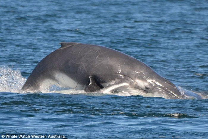澳洲西澳省福林德斯湾一群海豚挺身而出助座头鲸母子逃离5头雄性鲸鱼追击