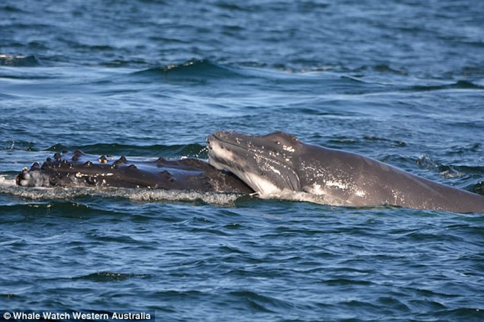 澳洲西澳省福林德斯湾一群海豚挺身而出助座头鲸母子逃离5头雄性鲸鱼追击