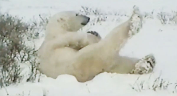 北极熊抬腿伸懒腰