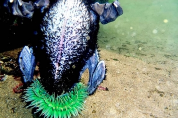 美国俄勒冈州的加农海滩发现海葵吞食海鸟的罕见案例