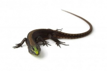 厄瓜多尔发现一种以明亮颜色为特征的新蜥蜴