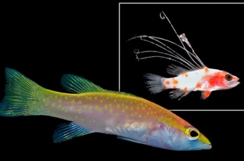 与众不同幼鱼是鱼类新品种：黄色斑点金鲈鱼