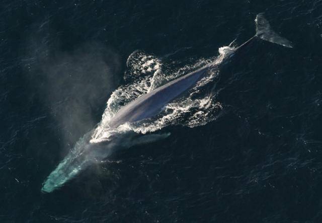 看一只蓝鲸在科科瓦多湾挣扎着躲避拥挤船只的足迹