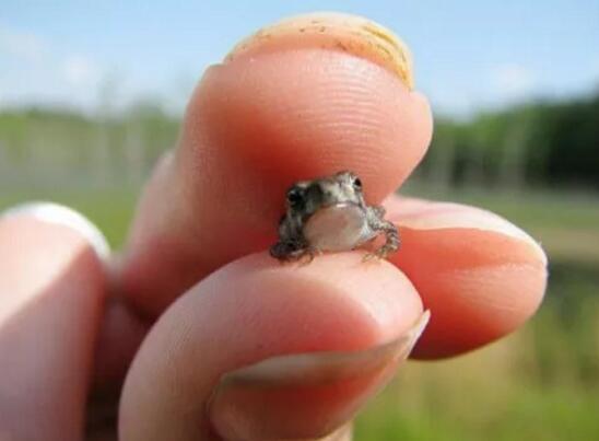 世界上最可怜的青蛙打伞树蛙，被摄影师摆拍折磨致死