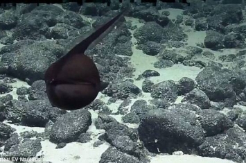 美国独立深海研究船“鹦鹉螺号”在夏威夷发现神秘海底生物“吞鳗”