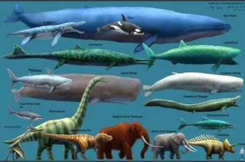 地球上还活着的最大生物是什么？你可能根本没有听说过！