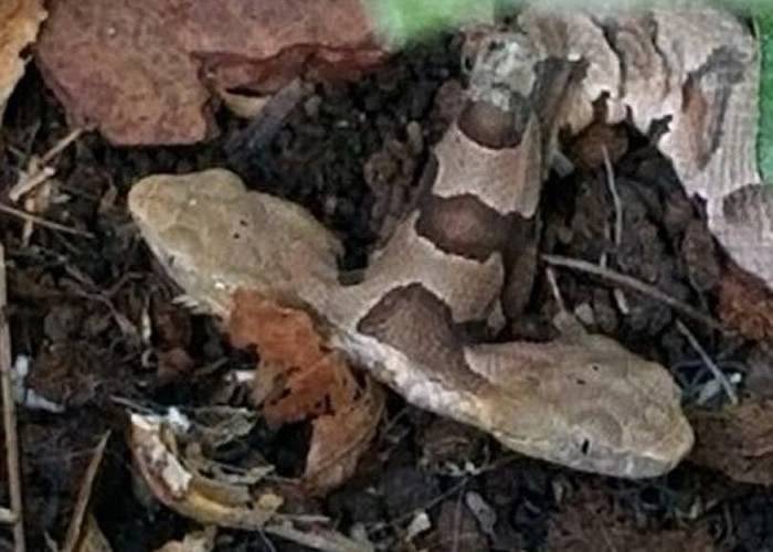 美国维珍尼亚州民宅后院发现罕见铜头蝮双头蛇