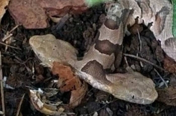 美国维珍尼亚州民宅后院发现罕见铜头蝮双头蛇